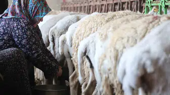 Konya dağlarında geleneksel peynir mesaisi