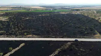 Rüzgar alevleri büyüttü, Konya'da 150 dönüm ormanlık alan yandı