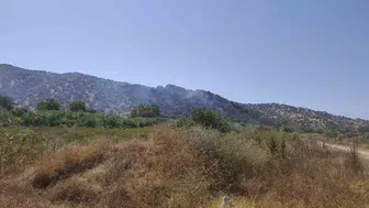 Aydın'da zirai alanda yangın Ekipler hem havadan hem karadan müdahale etti