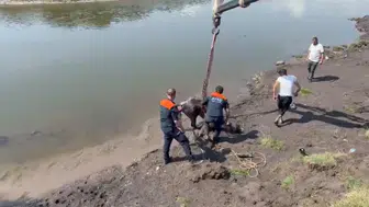 Kura Nehri'nde balçığa saplanan atı AFAD vinçle kurtardı