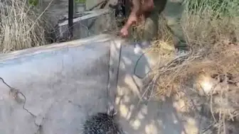 Boş havuzda mahsur kalan oklu kirpiyi vatandaş kurtardı