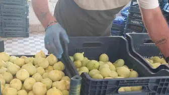 Mersin Mut incirinde büyük kayıp Rekolte üçte bire indi
