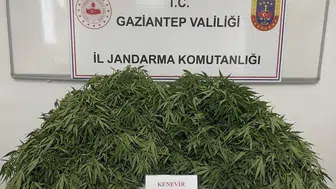 Kenevir operasyonu Üç ilçede baskın, 9 gözaltı