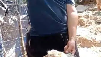Bursa'da mutfağa giren firari keçi sahibine kavuştu