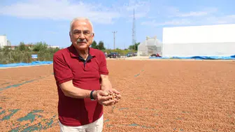 Fındıkta yeni dönem Belediye hem üretiyor hem işliyor