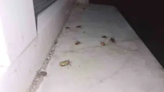 Zonguldak Çaycuma’da evleri istila eden böcek paniği
