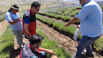 Korkuteli lavantalarında çekirge alarmı