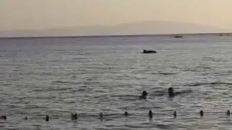 Gemlik sahilinde beklenmedik ziyaretçi