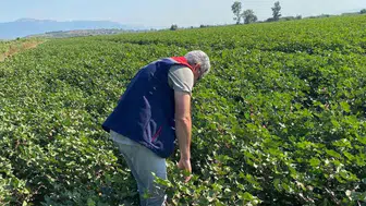 Didim’de pamuk üreticisine zararlı sürprizi çıkmadı