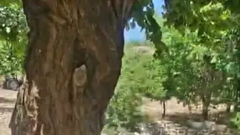 Malatya’da bir kayısı ağacı doğal arı kovanına dönüştü