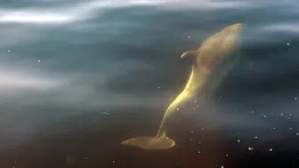 Jet skiye eşlik eden yunuslar cep telefonunda