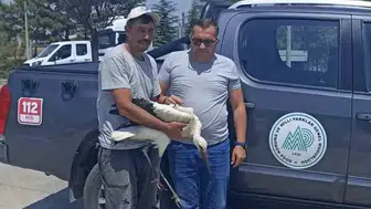 Çöp tesisinde bulunan yaralı leyleğe belediye personeli sahip çıktı