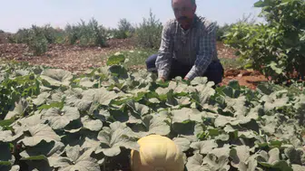 Şanlıurfa’nın asırlık ata tohumları yeniden sofralarda