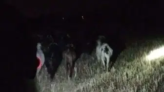 Denizli’de kaybolan keçileri jandarma ekipleri kısa sürede buldu