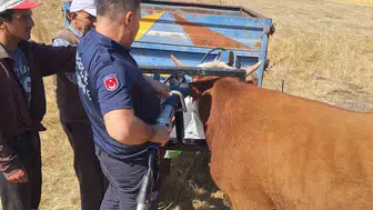 Gerede’de Traktör Ekipmanı Hayvana Zarar Vermeden Söküldü