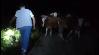 Bayburt'ta akşam sayımında 13 inek eksik çıktı, gece yarısı dağda bulundu
