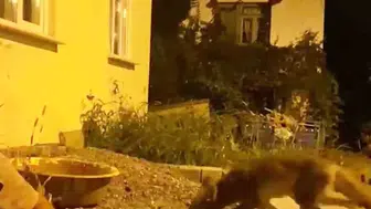 Zonguldak’ta bir vatandaşın vahşi tilkiyle kurduğu sıra dışı dostluk