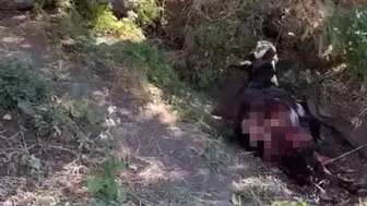 Siirt'te kurtlar köye indi Eşeğe saldırıp telef ettiler