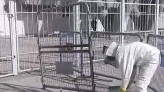 Kayseri’de stadyum çevresini arılar bastı