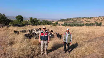 Kilis'te kaybolan 50 koyun jandarma operasyonuyla bulundu