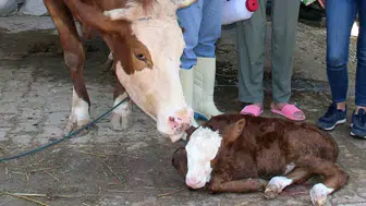 Muğla hayvancılığında yeni dönem Buzağı ölümleri yüzde 1'e düşecek