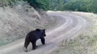 Çankırı'daki ormanda fotokapan bir ayıyı görüntüledi