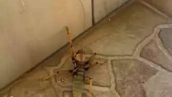 Diyarbakır'da kedinin dev çekirge ile sıra dışı oyunu
