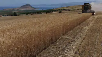 Tatvan ovasında buğday hasadı başladı