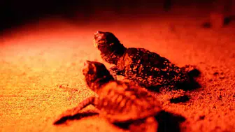 Didim sahillerinde caretta caretta mesaisi