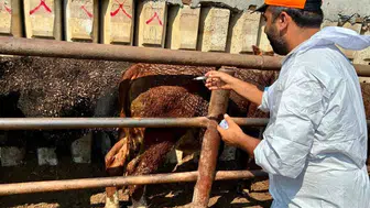 Afyon’a getirilen ithal hayvanlar sıkı takibe alındı