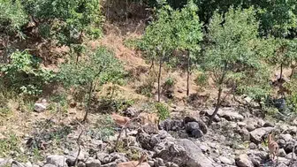 Munzur kıyısında nesli tükenen dağ keçileri görüntülendi