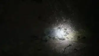 Tunceli doğasında gece yarısı şaşırtan karşılaşma
