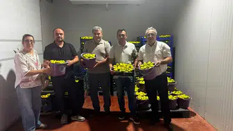 Aydın incirinde Fusarium alarmı Bahçelerde sıkı denetim dönemi