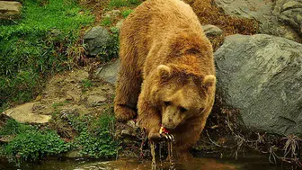 Karadeniz'de ayı nüfusu arttı yerleşim yerlerinde risk büyüdü