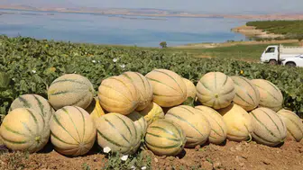 Elazığlı çiftçinin tarlasında hasat dönemi başladı