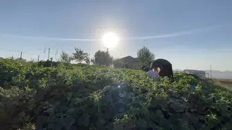 Ağrı'da toprakla gelen bereket: Yazın son günlerinde kış hazırlığı telaşı