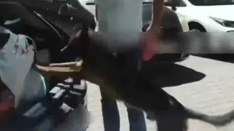 Sakarya narkotik ekipleri 50 bin uyuşturucu hapı yolda yakaladı
