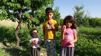 Malatya çiftçisi kayısıya alternatif olarak armut ve nektarin üretimine geçti