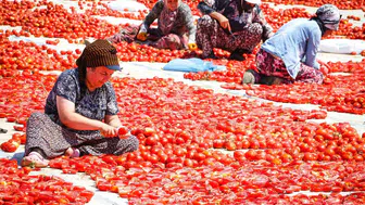 Torbalı tarlalarında domates hasadı ve kurutma telaşı