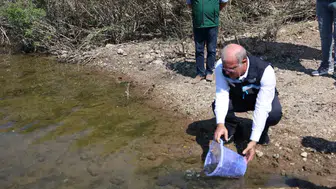 Atikhisar’da 348 bin sazan yavrusu suyla buluştu