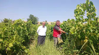Manisa bağlarında üzüm için sıkı denetim dönemi