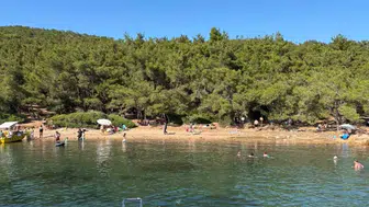 Ayvalık ormanlarında yasaklar kağıt üzerinde kaldı