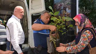 Babadağ Belediyesi'nden üreticiye ceviz desteği