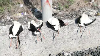 İstanbul semalarındaki leylekler için elektrik telleri ölüm tuzağına dönüştü