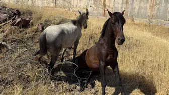 Derecik'te sınır tellerine takılan atlar, ekiplerin uzun uğraşıyla kurtarıldı