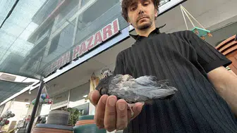 Düzce’de bir esnaf yaralı yavru kuşu hayata bağladı