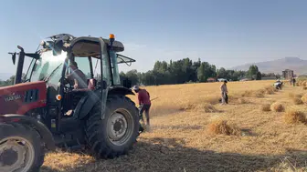 Buğday tarlasında 30 kişi el ele verdi, asırlık gelenek yaşıyor