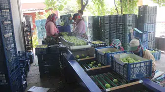 Kaz Dağları’nın özel meyvesi Bayramiç beyazında hasat zamanı