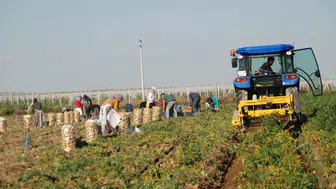 Niğde'de patates tarlada 25 lira, çiftçi bu fiyata gülümsüyor