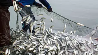 Muğla’nın balığı dünyaya açıldı İhracatta 2 milyar dolar barajı aşıldı